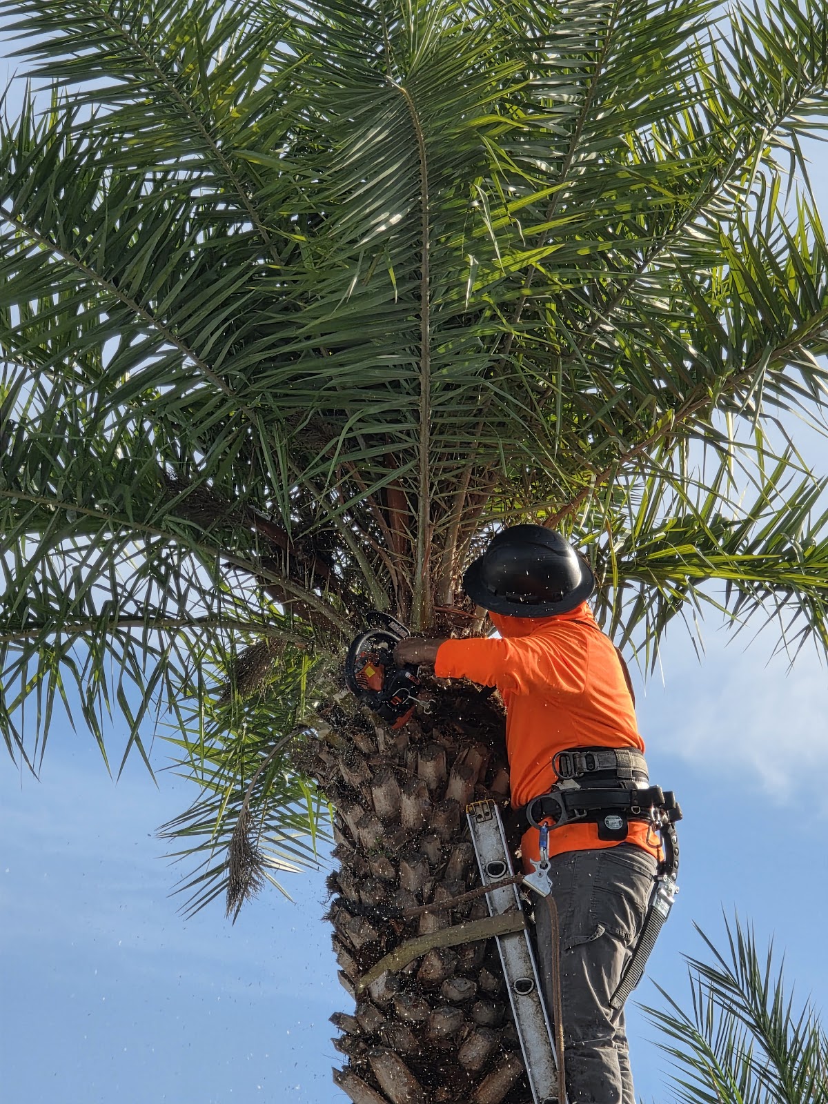 Palm trimming